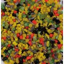 ENCENS 100G VATICAN GRAINS
