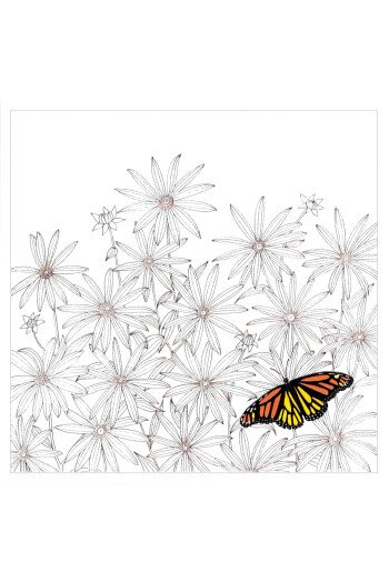 Papillon