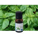 Organic Tropical Basil Essential Oil