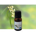 Eucalyptus Globulus Essential Oil
