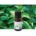Menthe poivrée Bio