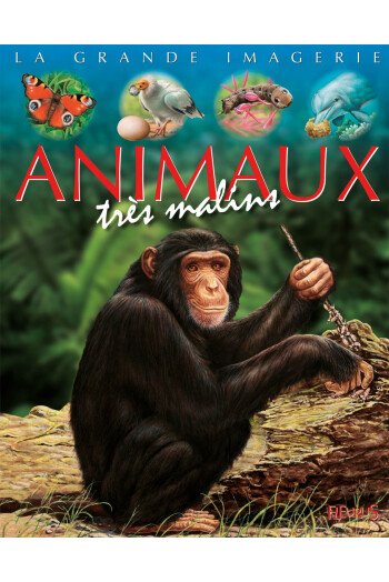 Les animaux très malins