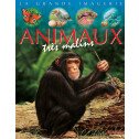 Les animaux très malins