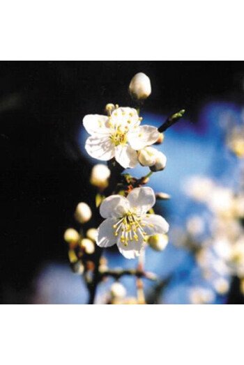 Cherry plum (Prunus)