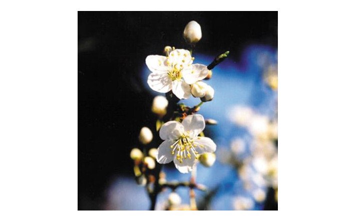 Cherry plum (Prunus)
