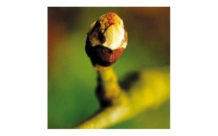 Chestnut Bud (Bourgeon de Marronnier)