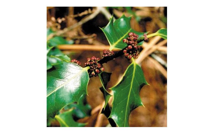 Holly (Houx)
