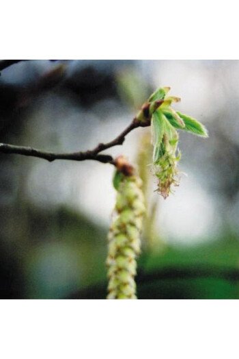 Hornbeam (Charme)