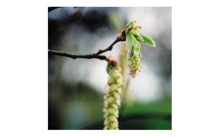 Hornbeam (Charme)
