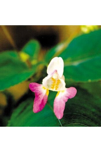 Impatiens (Impatience)