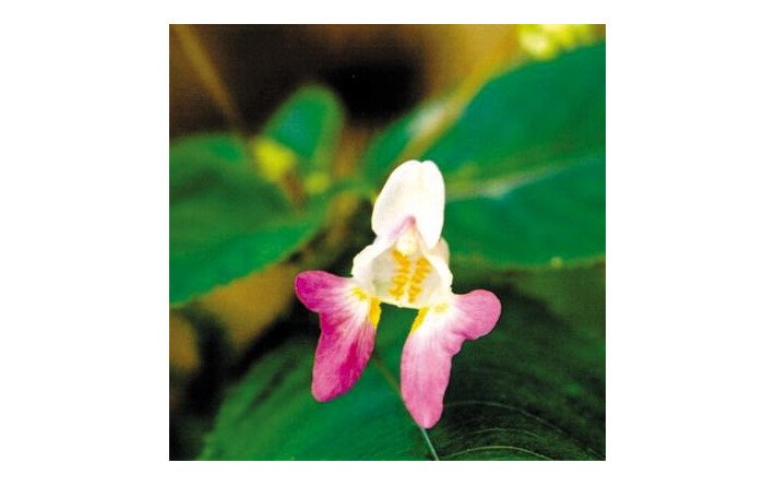 Impatiens (Impatience)