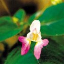 Impatiens (Impatience)