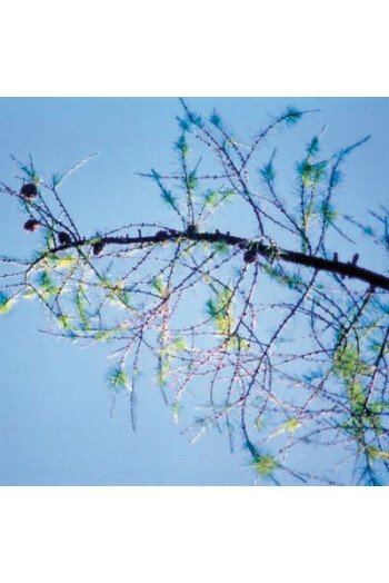 Larch (Mélèze)