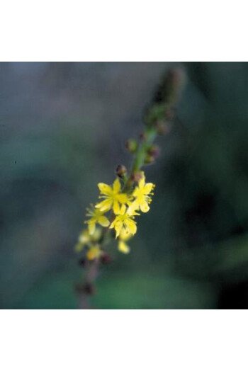 Agrimony (Aigremoine)