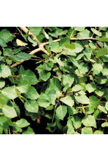 Aspen (Tremble)
