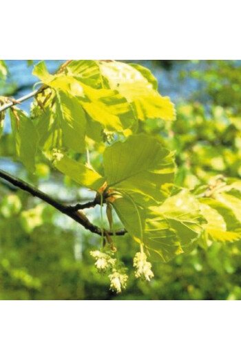 Beech (Hêtre)