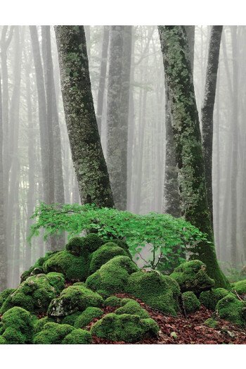La vie secrète des arbres