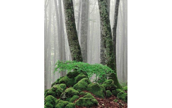 La vie secrète des arbres