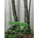 La vie secrète des arbres