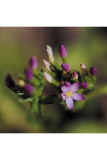Centaury (Centaurée)