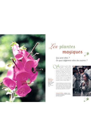 Enquête sur les plantes magiques