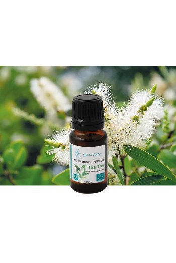 Tea tree (arbre à thé) bio
