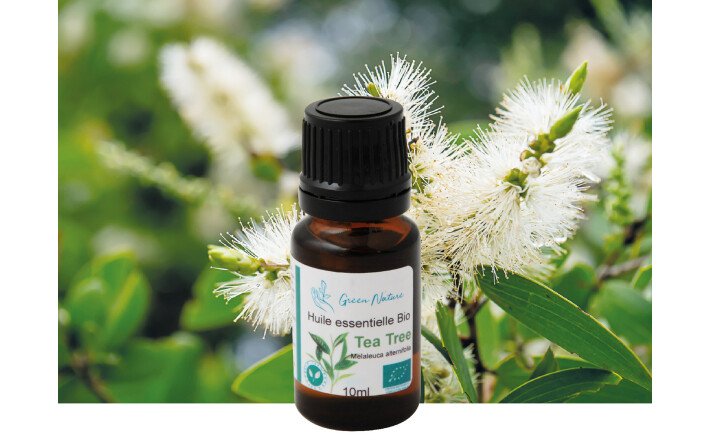 Tea tree (arbre à thé) bio