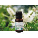 Tea tree (arbre à thé) bio