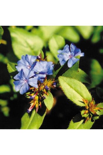 Cerato (Plumbago)