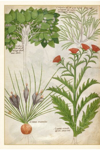 L'herbier fabuleux