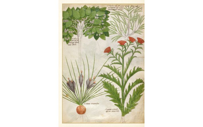 L'herbier fabuleux
