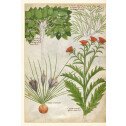 L'herbier fabuleux