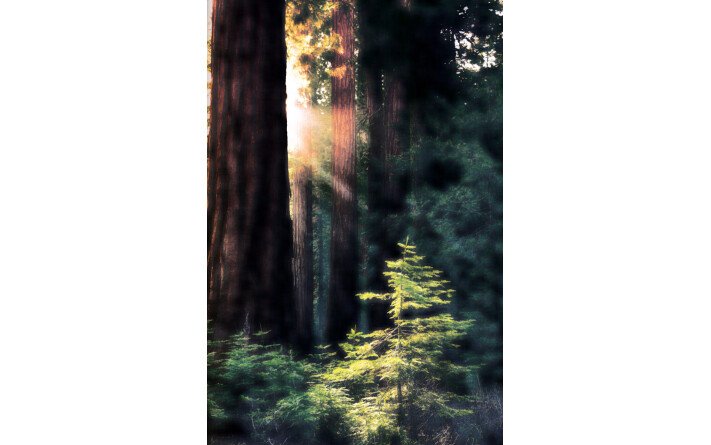 Arbres sacrés