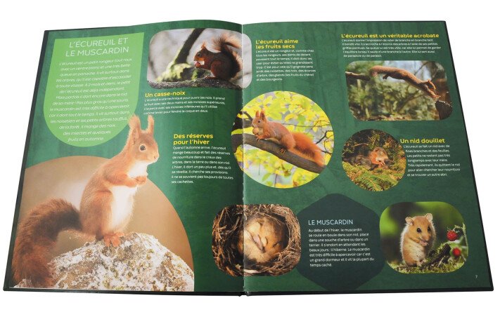 Les animaux de la forêt