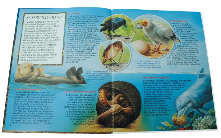Les animaux très malins