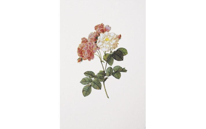 CP ROSES
