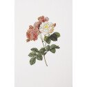 CP ROSES