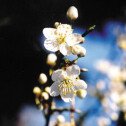 Cherry plum (Prunus)