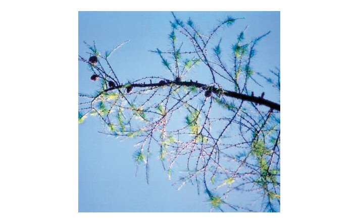 Larch (Mélèze)