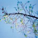 Larch (Mélèze)