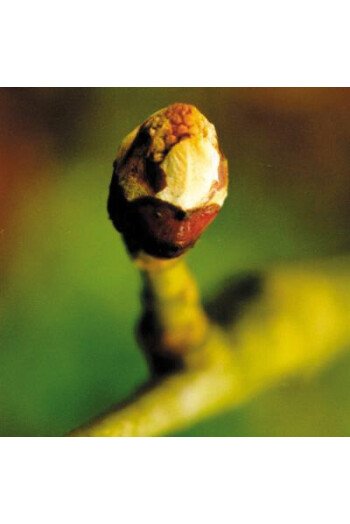 Chestnut Bud (Bourgeon de Marronnier)