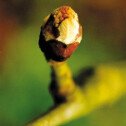 Chestnut Bud (Bourgeon de Marronnier)
