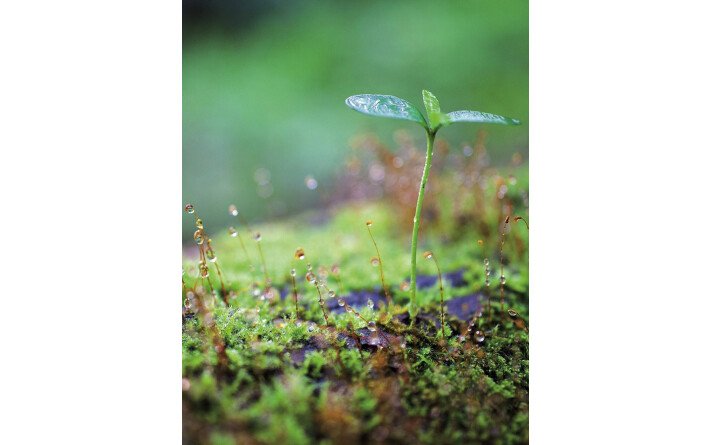 La vie secrète des arbres