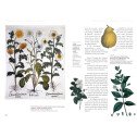 Enquête sur les plantes magiques