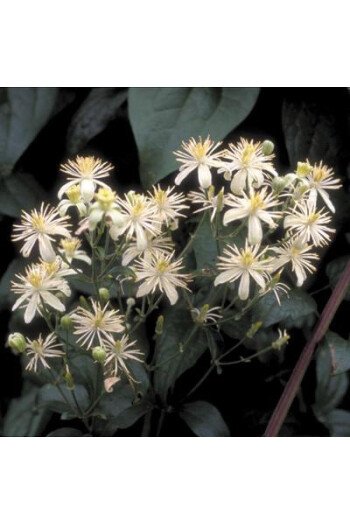 Clematis (Clématite)