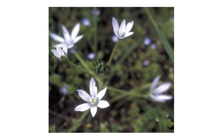 Star of Bethlehem