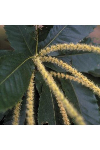 Sweet chestnut (Châtaignier)