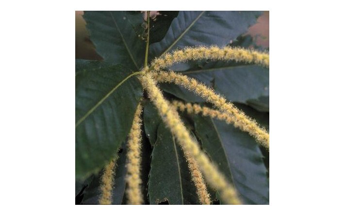 Sweet chestnut (Châtaignier)