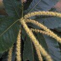 Sweet chestnut (Châtaignier)