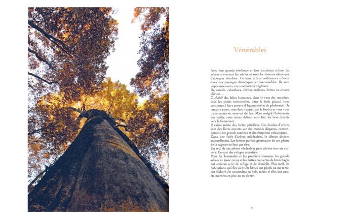 Méditations Végétales et Pensées Minérales